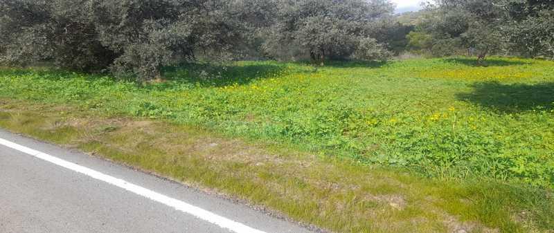 Agricultural land 6021 m²: https://www.bazaraki.com/adv/5795470_agricultural-land-6021-m2 (www.bazaraki.com)