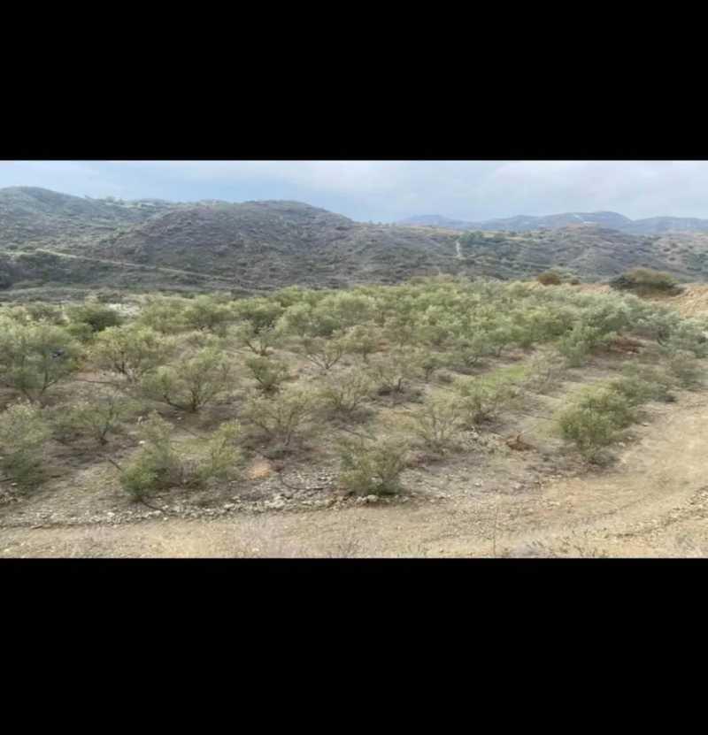 Agricultural land 8027 m²: https://www.bazaraki.com/adv/5792263_agricultural-land-8027-m2 (www.bazaraki.com)