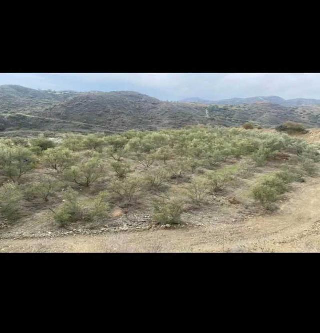 Agricultural land 8027 m²: https://www.bazaraki.com/adv/5792263_agricultural-land-8027-m2 (www.bazaraki.com)