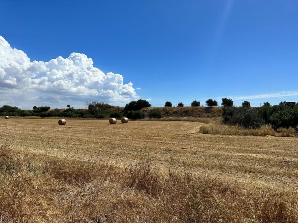 Agricultural Land 14,716 SQM For Sale: https://www.zyprus.com/land/39336/agricultural-land-in-avgorou-famagusta (www.zyprus.com)