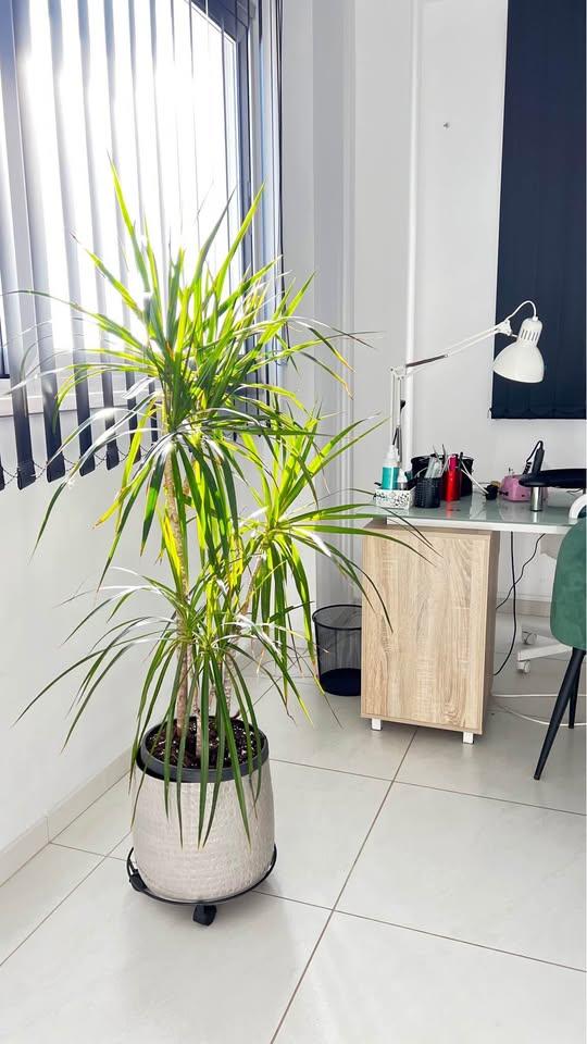 Beauty Studio Paphos space for rent monthly/by days: https://www.facebook.com/marketplace/item/1724656931807711 (www.facebook.com)