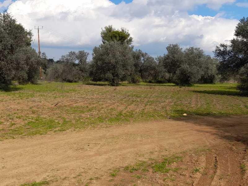 Agricultural land 6021 m²: https://www.bazaraki.com/adv/5793851_agricultural-land-6021-m2 (www.bazaraki.com)