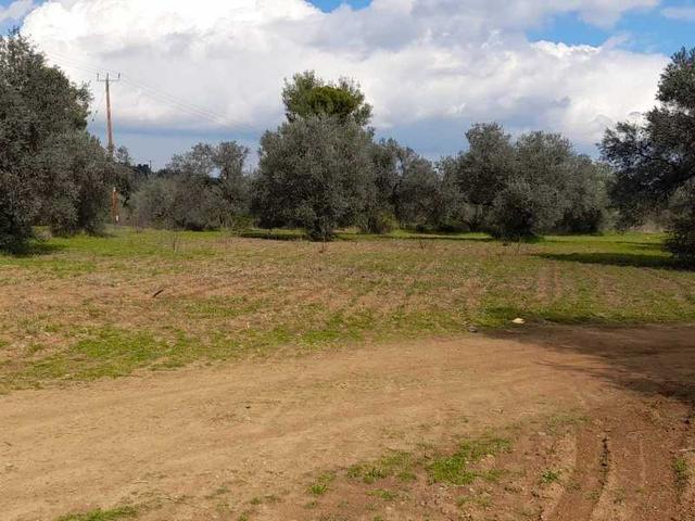 Agricultural land 6021 m²: https://www.bazaraki.com/adv/5793851_agricultural-land-6021-m2 (www.bazaraki.com)