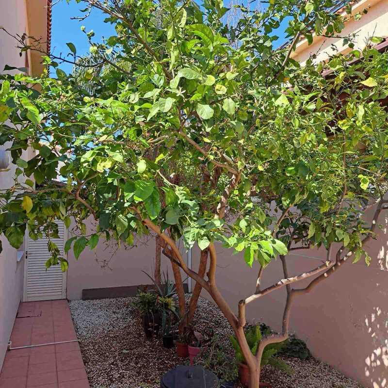 4-bedroom semi-detached to rent: https://www.bazaraki.com/adv/5791121_4-bedroom-semi-detached-to-rent (www.bazaraki.com)