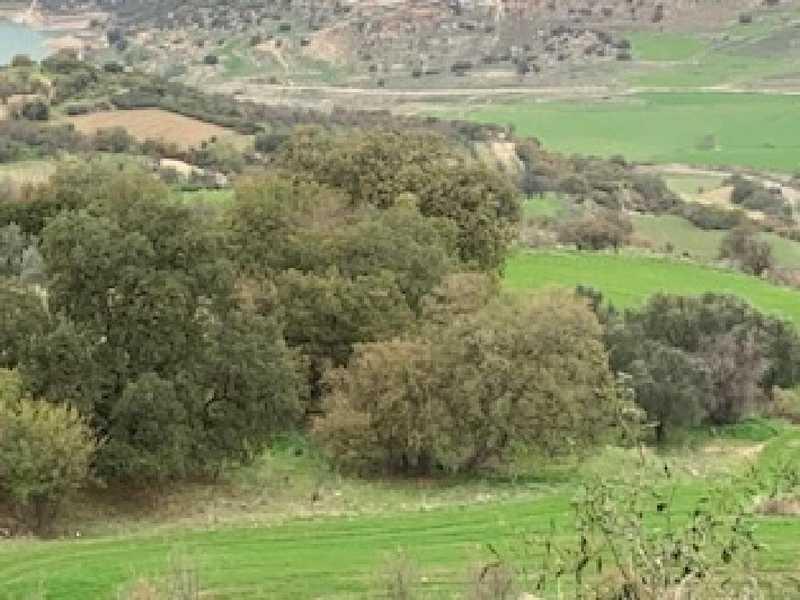 Agricultural land 4348 m²: https://www.bazaraki.com/adv/5796534_agricultural-land-4348-m2 (www.bazaraki.com)