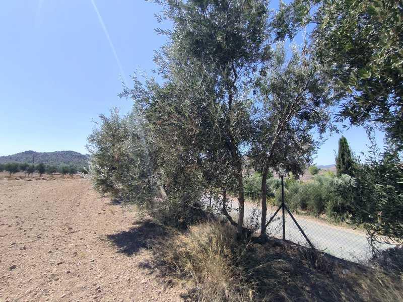 Agricultural land 12000 m²: https://www.bazaraki.com/adv/5795465_agricultural-land-12000-m2 (www.bazaraki.com)