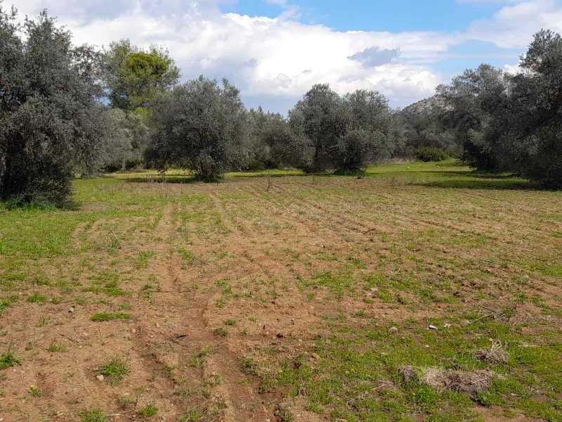 Agricultural land 6021 m²: https://www.bazaraki.com/adv/5793851_agricultural-land-6021-m2 (www.bazaraki.com)