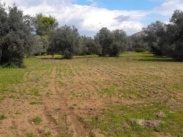 Agricultural land 6021 m²: https://www.bazaraki.com/adv/5793851_agricultural-land-6021-m2 (www.bazaraki.com)