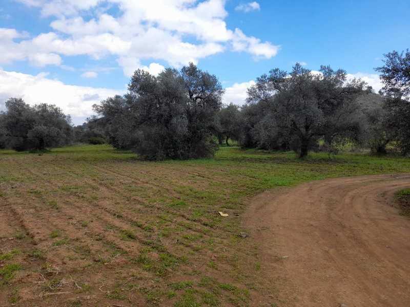 Agricultural land 6021 m²: https://www.bazaraki.com/adv/5793851_agricultural-land-6021-m2 (www.bazaraki.com)