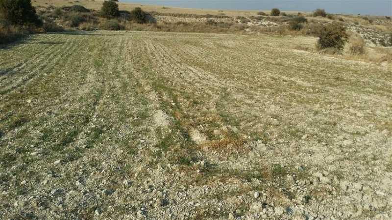Agricultural land 8299 m²: https://www.bazaraki.com/adv/5793647_agricultural-land-8299-m2 (www.bazaraki.com)