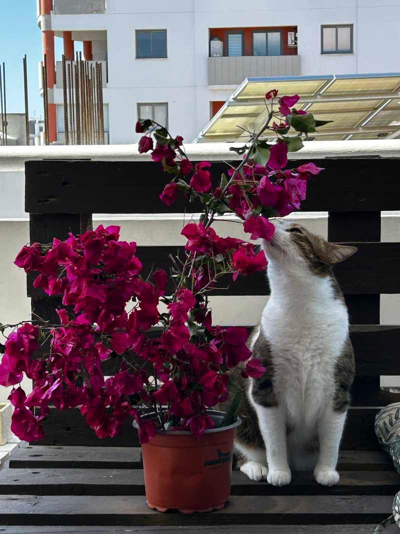 Sweet and cosy room available for a female in strovolos/egomi: https://www.bazaraki.com/adv/5798581_sweet-and-cosy-room-available-for-rent-for-a-female-in-strovolos-egomi (www.bazaraki.com)