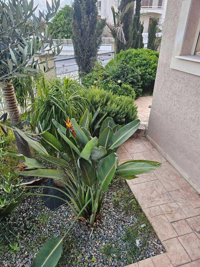 5-bedroom detached house to rent: https://www.bazaraki.com/adv/5793623_5-bedroom-detached-house-to-rent (www.bazaraki.com)