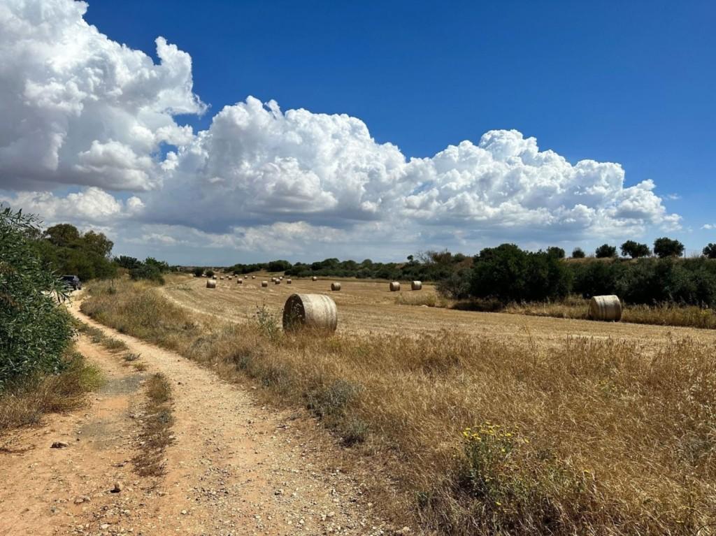 Agricultural Land 14,716 SQM For Sale: https://www.zyprus.com/land/39336/agricultural-land-in-avgorou-famagusta (www.zyprus.com)